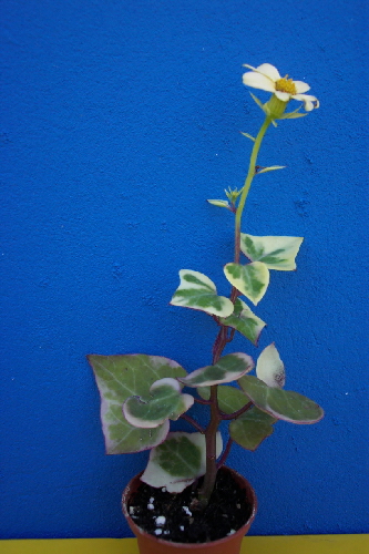 s.macroglossus v.variegatum